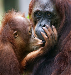 The cub of the orangutan kisses mum.