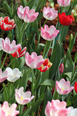 Tulips in the garden.