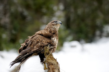 Hawk