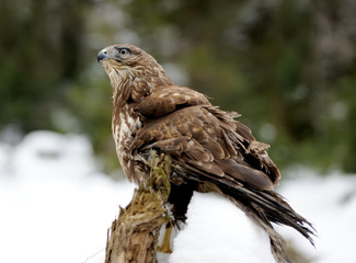 Hawk