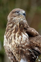 Hawk