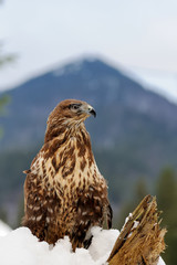 Hawk