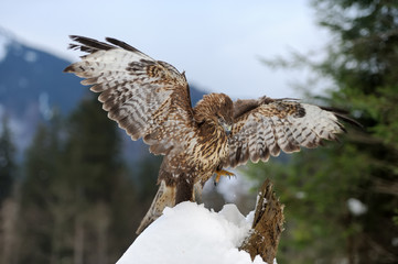 Hawk