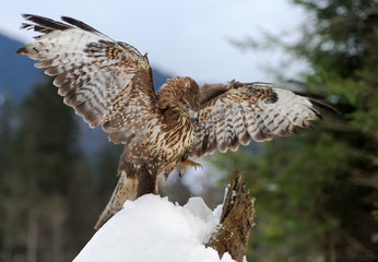Hawk