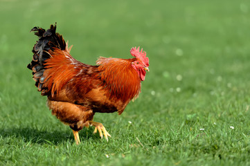 Rooster