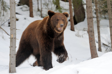 Bear in winter