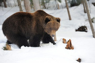 Bear in winter