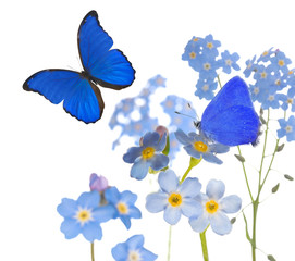 blue isolated forget-me-not flowers and two butterflies