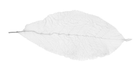 Fototapeta na wymiar desaturated dead leaf on white