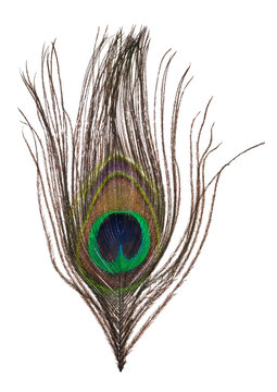 Fototapeta single peacock feather isolated on white