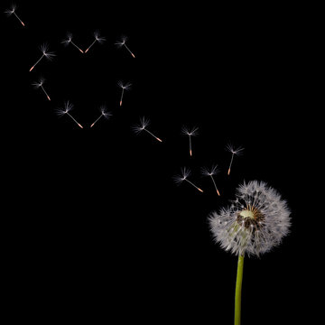 Fototapeta dandelion flying seeds heart shape on black