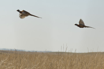 Rooster Pheasants