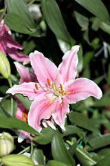 Fototapeta na wymiar Pink Lily in the garden.