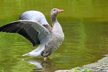 goose with outstretched wings