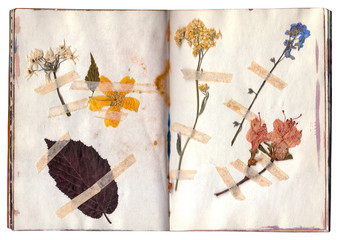 Open book with herbarium pages. Old dry up flowers. Vintage.