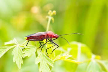 Close up of red bug or Catacanthus incarnatus on leaves