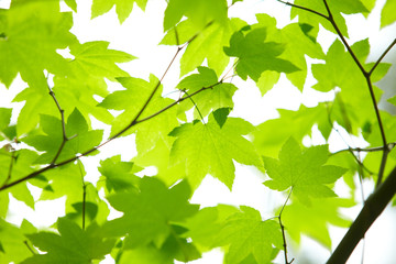 Green leaves