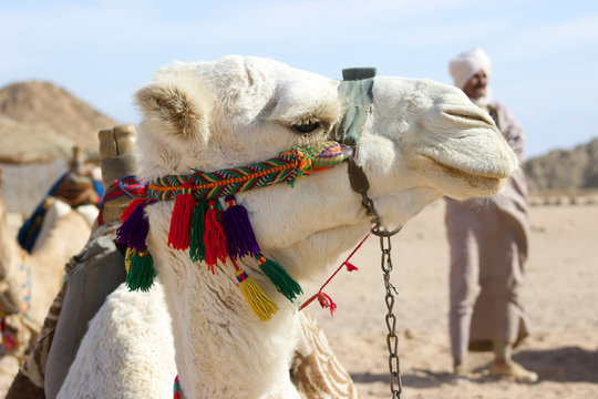Kamel, Camel