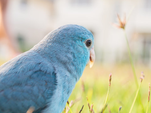 Pacific Parrotlet, Forpus coelestis on green grass (forpus is a