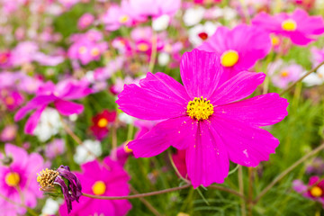 Obraz premium Pink cosmos flower close up