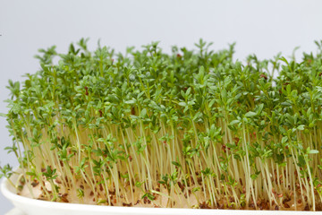Fototapeta na wymiar Cress seedlings isolated on white background