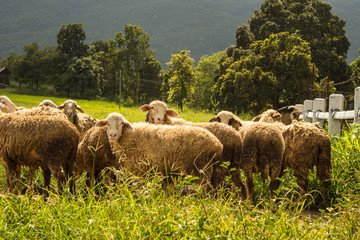 flock of sheep on green grass