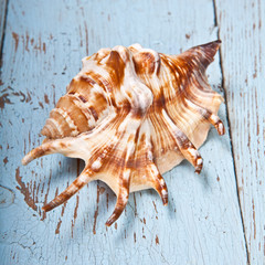 seashell on a wooden background