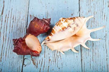 seashell on a wooden background