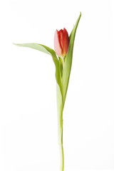 One separated fresh tulip flower.