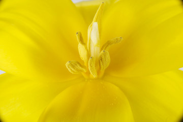 Fototapeta premium Close up on yellow fresh flower.