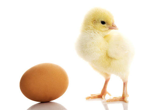 One small yellow separated chicken and egg.