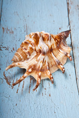seashell on a wooden background