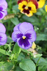 Blue Pansy or viola flower.