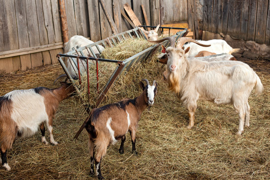 Goats in a barn