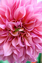 Pink dahlia.
