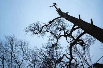 Dark dead tree silhouette above blue sky