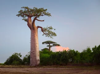 Crédence de cuisine en verre imprimé Baobab Baobab