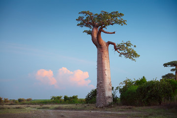 Baobab