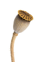 Dried poppy seed head isolated on a white background.