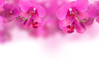 orchis, Orchidea Phalaenopsis background