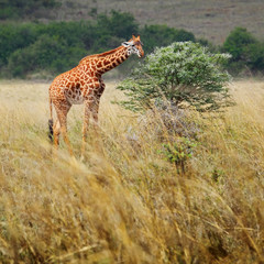 Giraffe