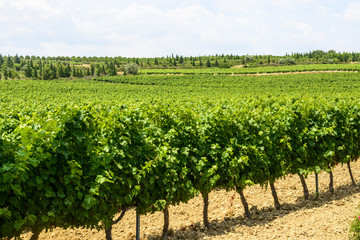 Fototapeta na wymiar Vineyards in Languedoc-Roussillon