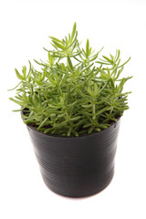 Home plant in flowerpot