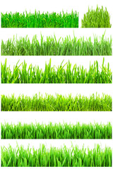 Green grass