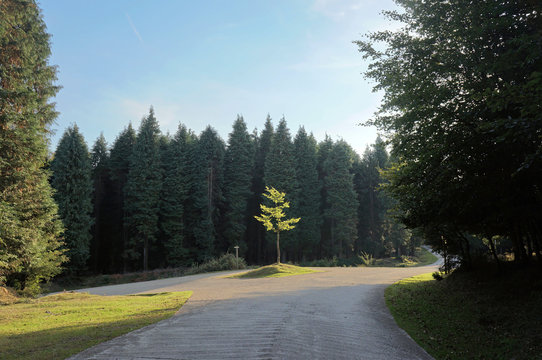 Fork In County Road