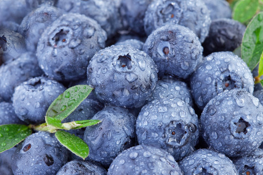 blueberries in close up