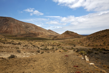 flower  plant  bush   in los volcanes   hill and summer  lanzaro