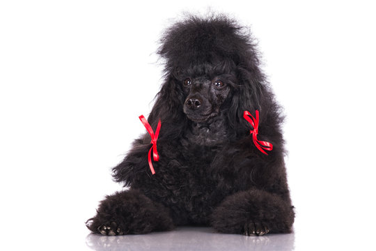 black poodle portrait