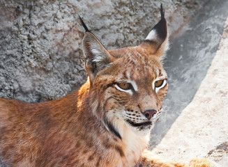 Lynx