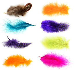 Collage of colorful feathers isolated on white